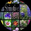 smichel22